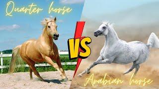 Arabian Horse vs Quarter Horse