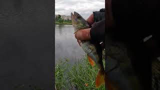 #рыбалка #2025 #клюет #окунь #воблерынащуку #fishing #fish #travel