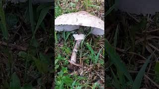 #shorts #грибы_огороде_зонтик проверяем съедобный или нет #грибы