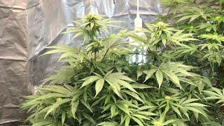 Ethos genetics Grampas stash multipack week 3 of flower
