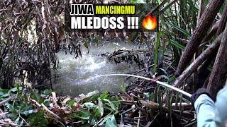 Gak kira2 seganas ini ikan kelaparan lihat umpan pemancing  #SG-395