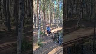 Сестрорецкое болото #лес #ленинградскаяобласть #болото #travel #nature #природныепейзажи #relax