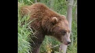 87 Minutes of Terrifying Bear Attacks