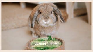 EVERYTHING I FEED MY BUNNY! (Hay, Vegetables, Treats and Pellets)