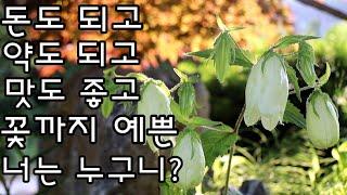 섬 초롱 꽃 번식/초롱꽃 키우기/야생화 번식/야생화 정원/노지월동야생화