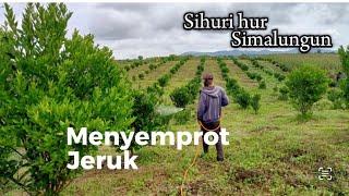 Kegiatan di Perkebunan Menyemprot Jeruk juma Sihuri hur. Simalungun Sumatra Utara.