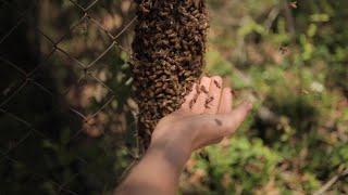 Beekeeping in Pajamas??? - DO NOT DO THIS!! - NOT A GOOD IDEA!!