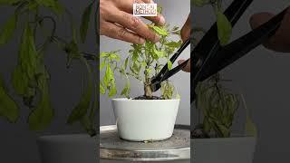 Copper Coleus | DieBack Pruning | 1Min or Less