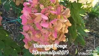 20сентября2019 Карликовая Метельчатая Гортензия Diamond Rouge ️