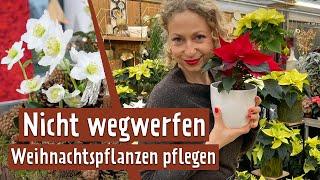 Nach Weihnachten: Pflanzen-Klassiker Weihnachtsstern, Christrose & Co. retten | MDR Garten