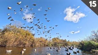 Decoying HUGE FLOCKS Of Mallards On A TINY CREEK | Traffic Duck Hunting