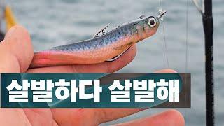 25년 대광어 다운샷의 메인 시즌 - 250519 영흥도 명성호