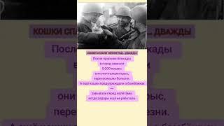 Кошки спасли Ленинград-дважды! #война #вов #история #интересно #россия