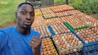 How I Produce 21.3 Million Eggs Every Year