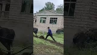  Why This Horse Struggles to Plow a Hillside (Traditional Farming) 