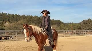 Training A Young  Gaited Horse Lots of Advice  -Working on Bending -  Icelandic Horse Cross