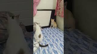 billa brother fighting 