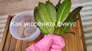 как размножить фикус каучуконосный. фикус Мелани