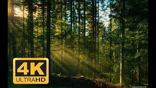 FOOREST FOOTAGE 4K UHD relaxing classic piano sound  #NatureFootage