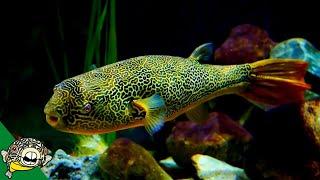 THE LARGEST FRESHWATER PUFFER. Tetraodon Mbu Puffer Fish Profile