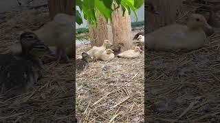 Утята. #electronicmusic #housemusic #music #альпака #animals #дорпер #zoo #birds #edm #dj