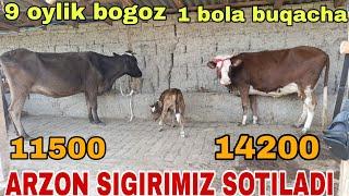 ONA BOLA BOGOZ SIGIRLAR SOTILADI ️ 884737178  #baliqchi #asake #shaxrixon #yozyovon октября 2024 г.