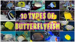 20 TYPES OF BUTTERFLYFISH