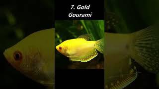 10 Highest Selling Gourami Species!