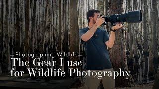 Overview of the Gear I Use for Bird and Wildlife Photography