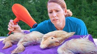 Not again! Baby turkeys get hit by a Rainstorm