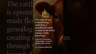 The cattle ear tag is epistemology made flesh, a genealogical marker creating docile bodies through