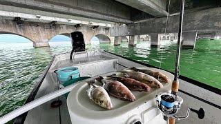 70 Mile Day | Rock Piles To Bridge Fishing | Crispy Skin Snapper