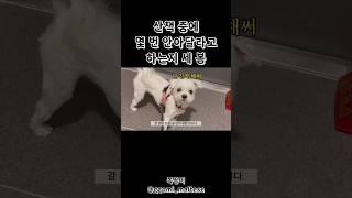 #산책 할 때 계속 안아달라는 #강아지