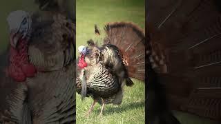 10 Kills in 10 Seconds #outdoors #turkeyhunting #wildturkey