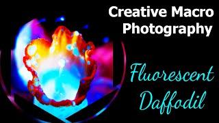 Creative Macro (Ultra-violet) - Fluorescent Daffodil