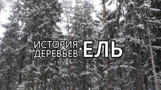 Ель. История деревьев - Новогодний выпуск