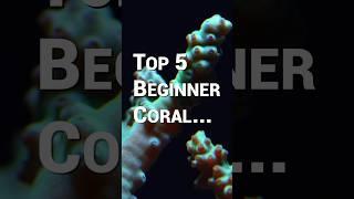 5 Corals Every Reef Tank Beginner Needs to Know About!