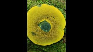 CAN YOU SPOT Boletus pulverulentus IN THE WOODS?!?! ️‍️️‍️️‍️️‍️️ 1 blue bruising bolete 