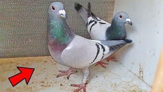 Pairing Pigeons For Breeding