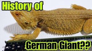 Bearded Dragon History: German Giants