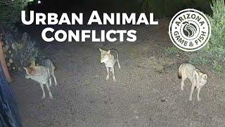 Urban Animal Conflicts