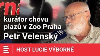 Petr Velenský: Zmije není smrtelně jedovatá, nejradši je zalezlá, nechce být vidět a nechce uštknout