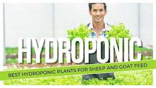 BEST HYDROPONIC PLANTS FOR SHEEP AND GOAT FEED