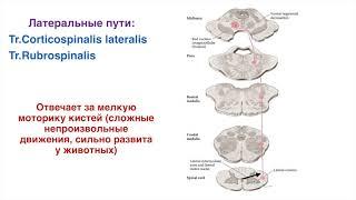 Моторные пути