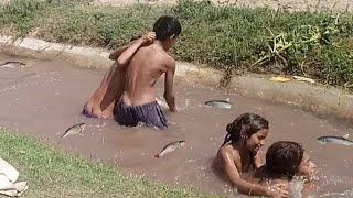 agriculture in Punjab pure lifestyle |  in village life vlog | PN animals life