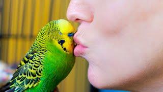 Budgie Talks To Owner To Stop Feeling Lonely | Pets: Wild At Heart | BBC Earth