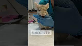 Шиншилл Шубик #cute #pets #animals #shorts