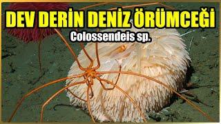 Büyük Ayaklar, Büyük Gizem: Dev Derin Deniz Örümceklerinin Bilinmeyenleri | Colossendeis