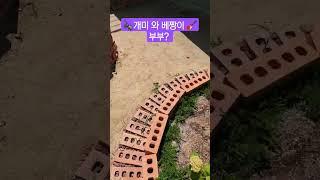 우린..개미와 베짱이 부부? 인가? ㅎㅎ#5도2촌 #주말농장 #강화도채여사 # shorts