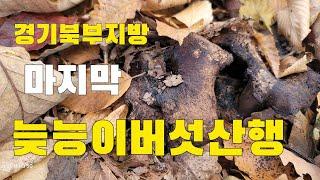 능이버섯 경기북부지방 마지막 늦능이버섯 이삭줍기